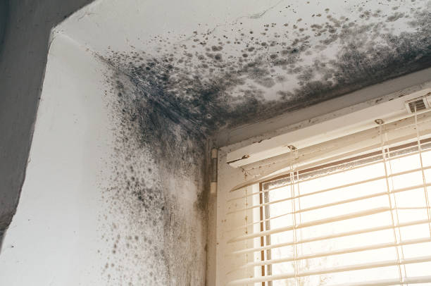 Trusted Basement Mold Remediation service in Oakland, OR - Cheap Mold Removal